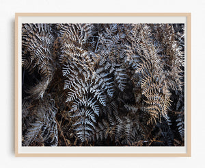 Hiding in the Undergrowth