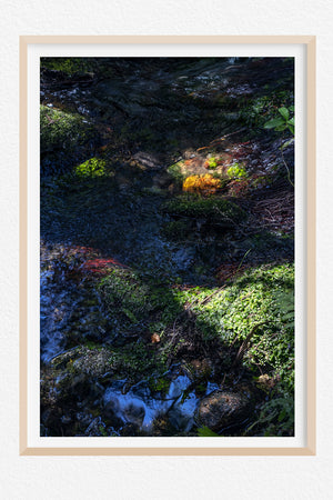 Nature's Jewels