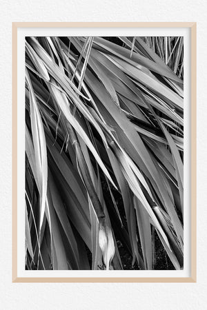 Kakahu - Limited Edition