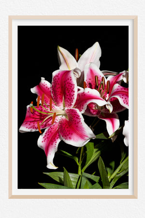 Flamboyance
