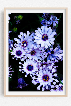 Midnight Daisies - Limited Edition