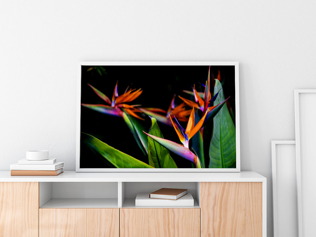 Birds of Paradise Wall Art with frame