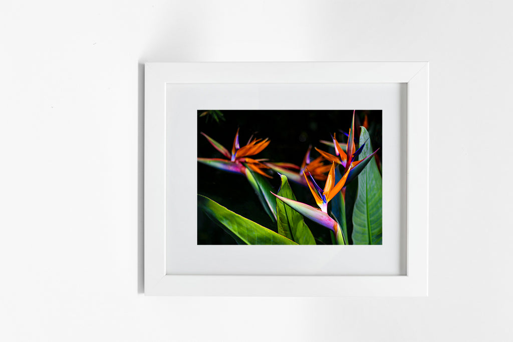 Birds of Paradise Wall Art with frame