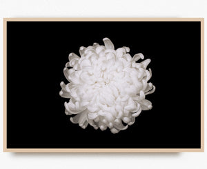 Chrysanthemum Noir