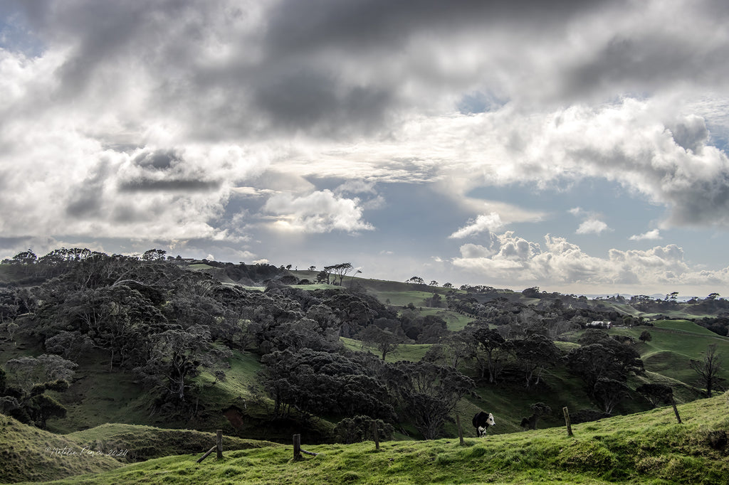 Awhitu-Farm-Wall-Art-NZ