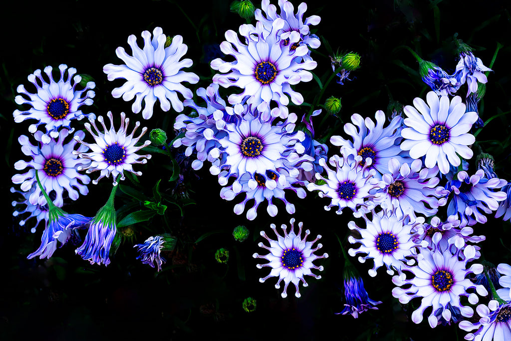 Daisy-floral-wall-art-nz