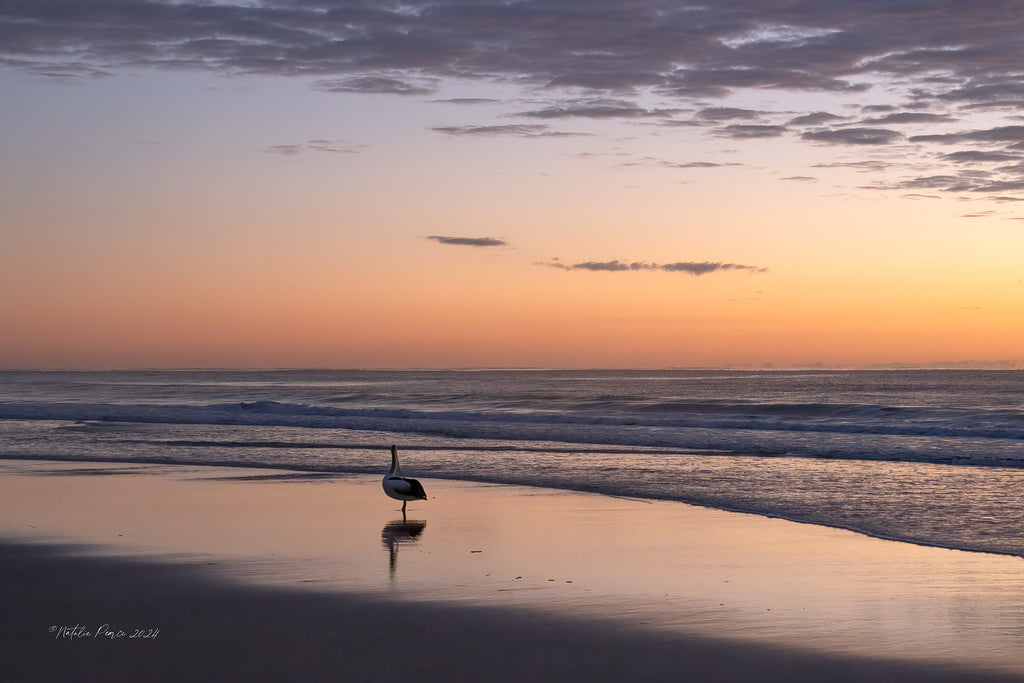 gold-coast-sunrise-with-pelican-wall-art