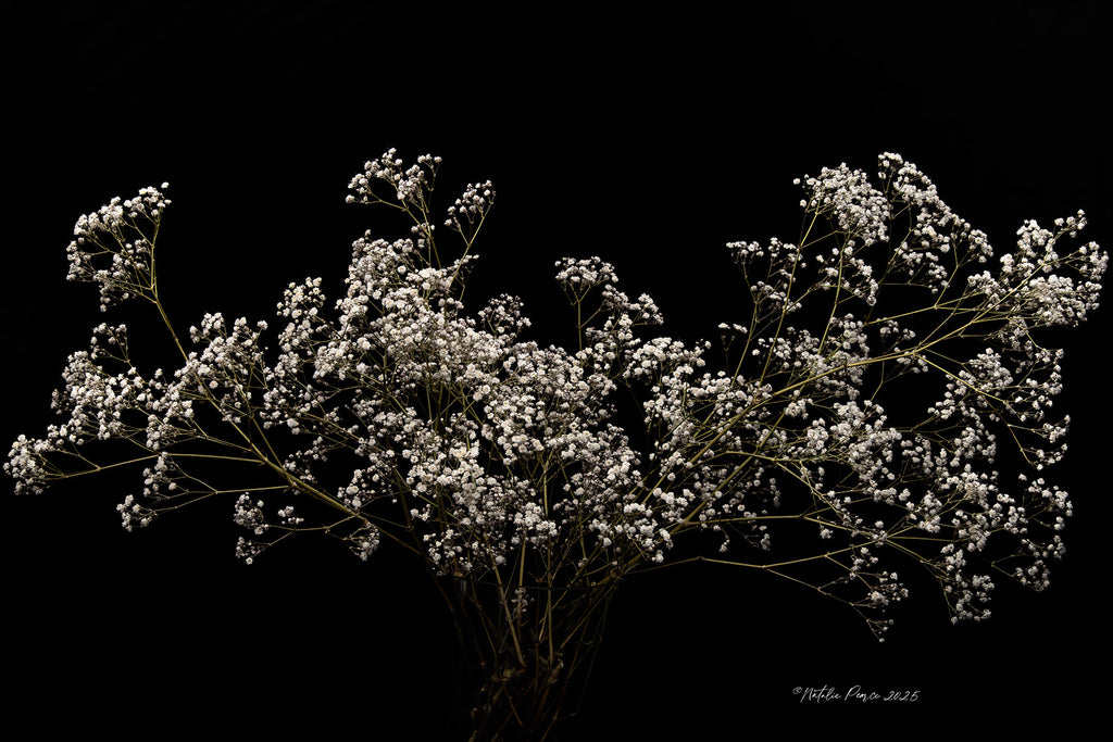 Gypsophilia-flowers-wallprints