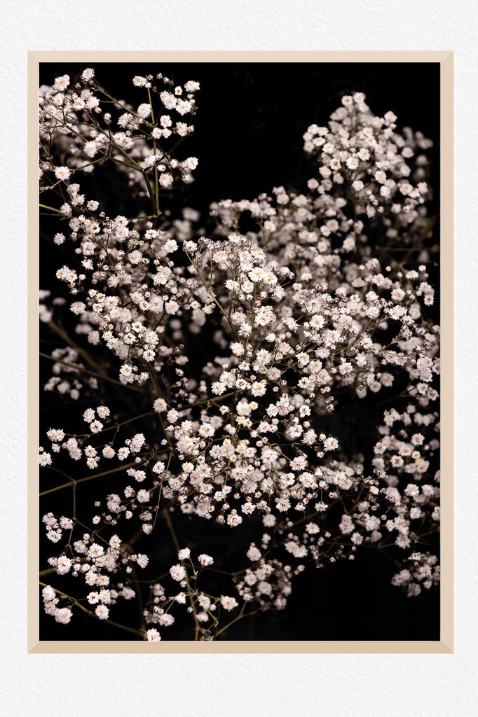 Gypsophilia-wall-art-nz-2