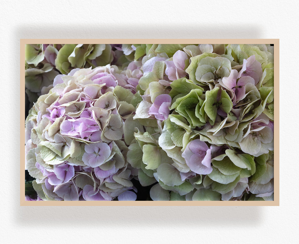 Close-up of green and pink hydrangea flowers in a wooden frame.