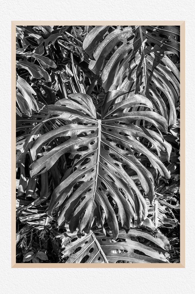 Monstera-Wall-Prints