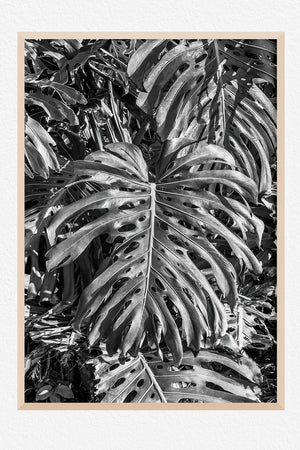 Monstera Noir