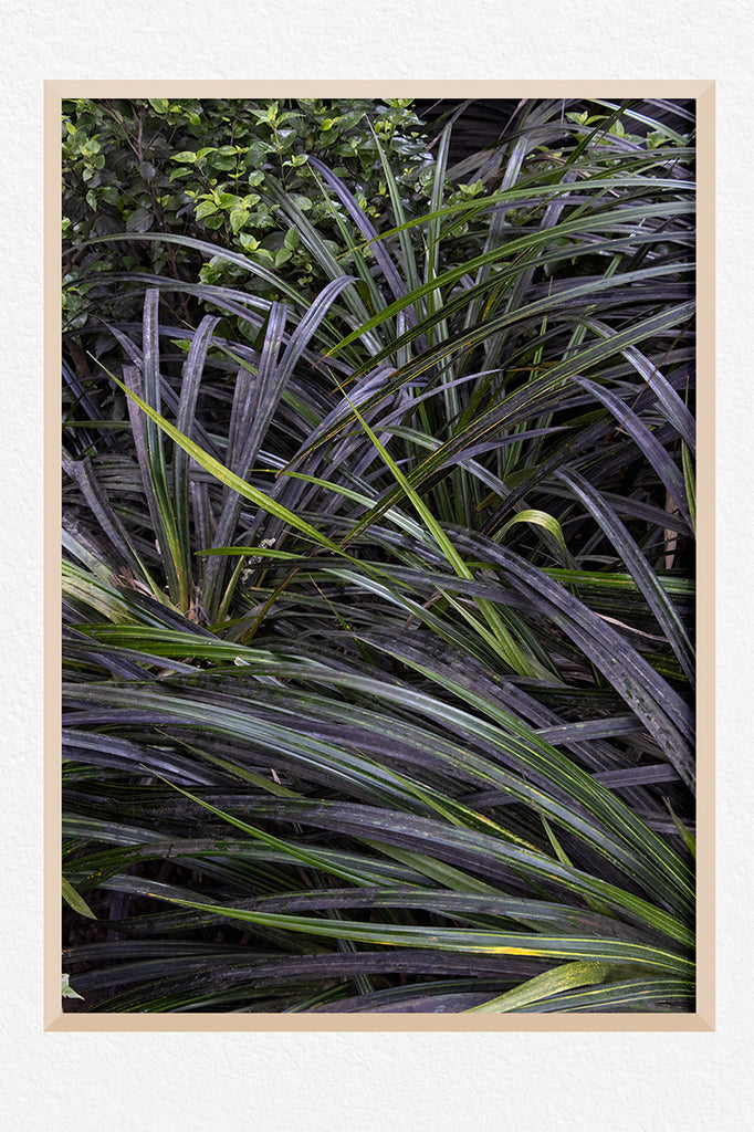 NZ-native-plants-wall-art-nz