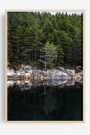 Forest Held Upside Down