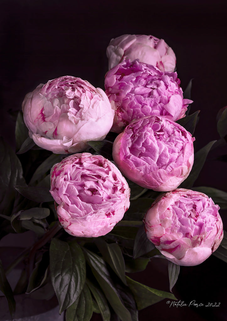 Peony-Buds-Wall-Art-NZ