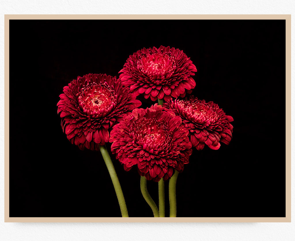 red-gerbera-flower-wall-art