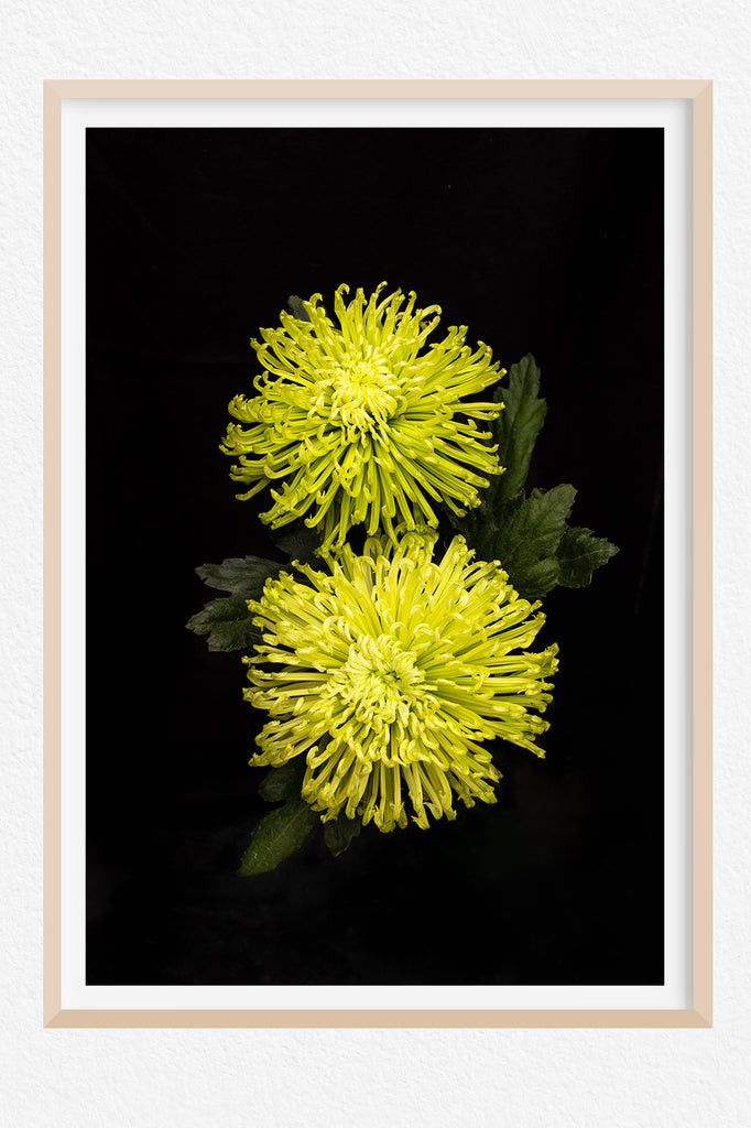 Spider-Chrysanthemum-NZ-Art
