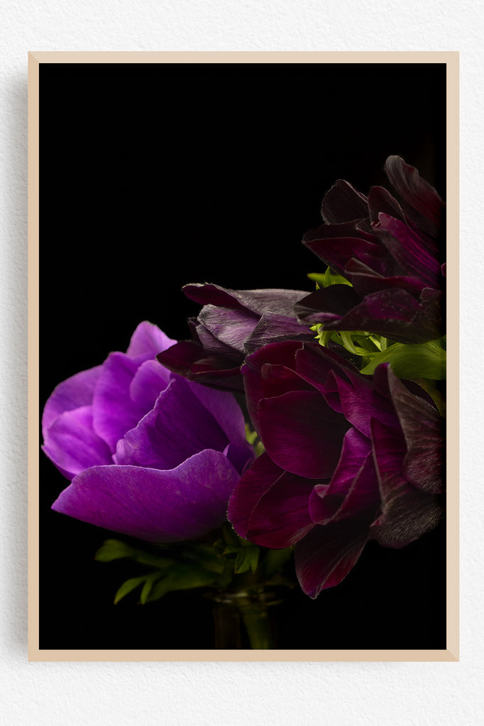 Framed photograph of purple flowers against a black background
