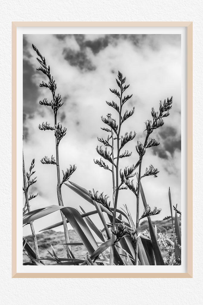 black-and-white-flax-wall-art-nz