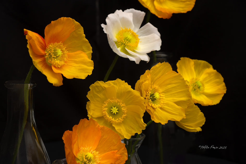bright-poppies-wall-art-nz