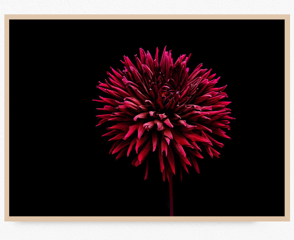 dahlia-flower-wall-art