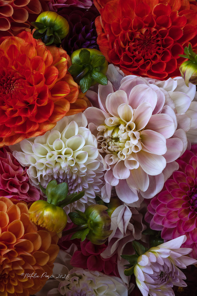 Close-up of colorful dahlias with a blurred background