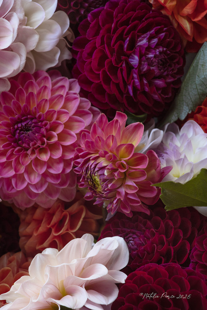 Close-up of colorful dahlias with a blurred background