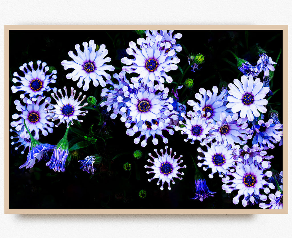 daisy-floral-wall-print-nz