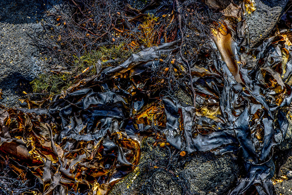 dried-seaweed-wall-art-nz