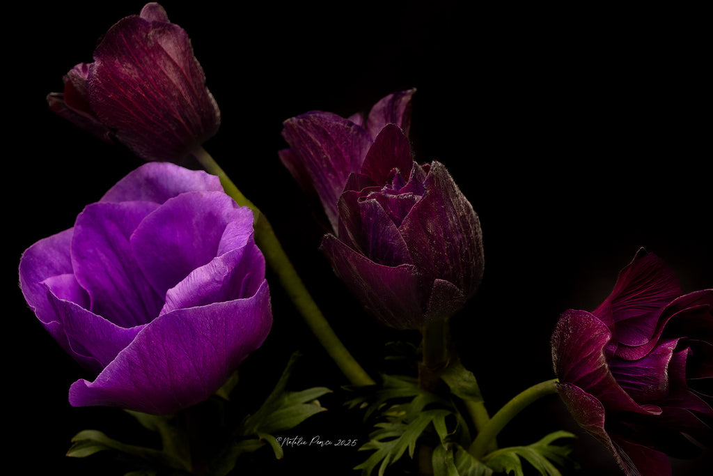 flower-anemone-wall-print