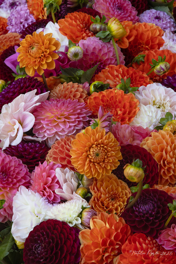 Bouquet of colorful dahlias including orange, pink, and white flowers.