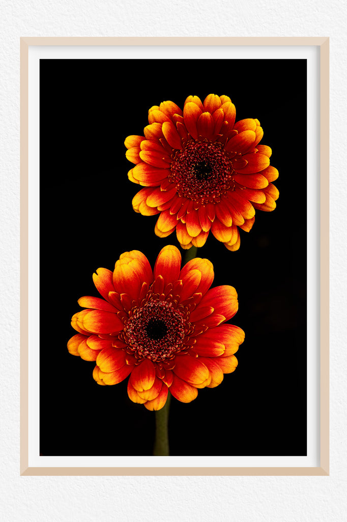 Gerbera-Flower-Art-NZ