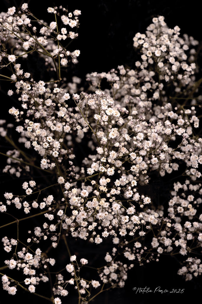 gypsophila-floral-wall-art