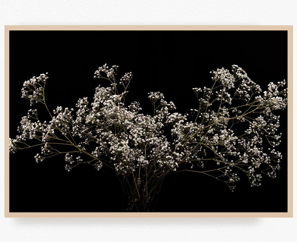 gypsophila-flowers-wall-art-nz