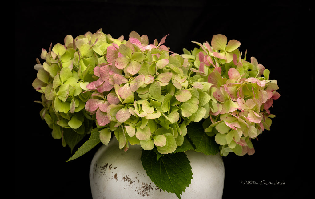 hydrangea-flowers-floral-art