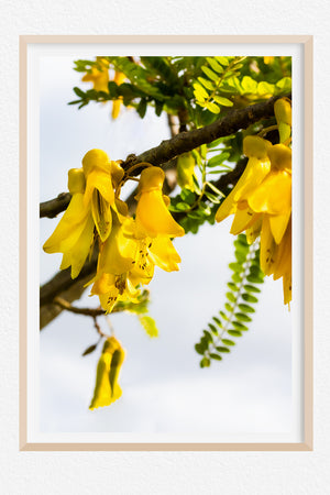 Kowhai Gold