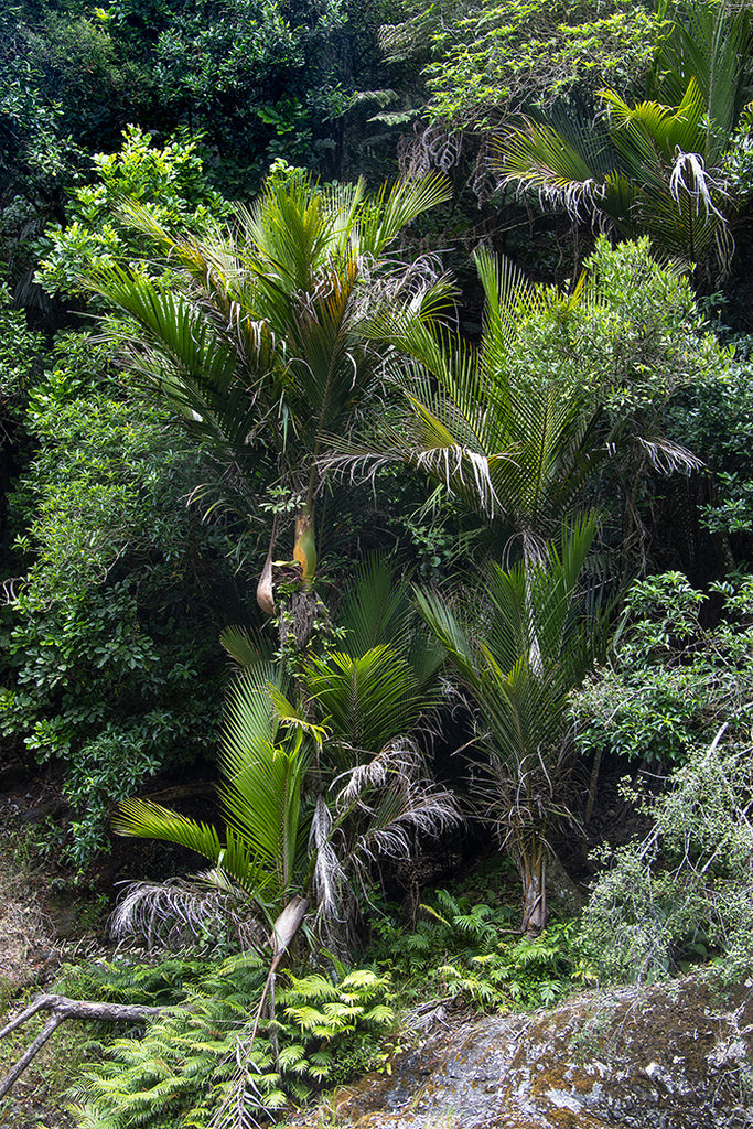 nikau-palm-wall-art-nz