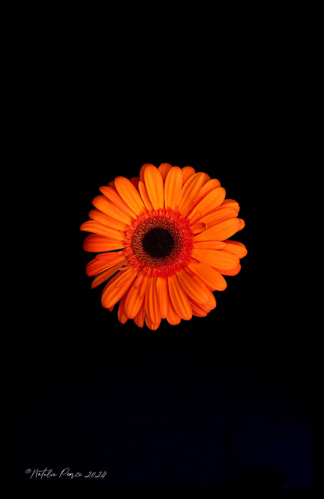 orange-gerbera-flower-wall-prints