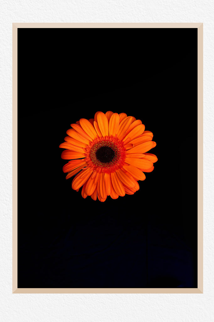 orange-gerbera-wall-art-nz