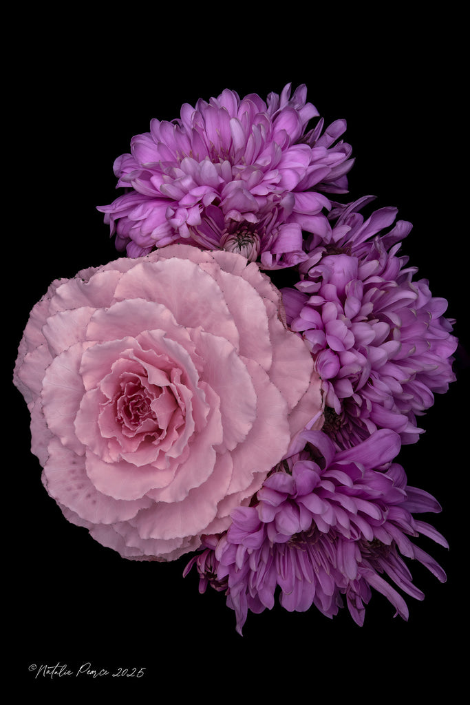 Pink and purple flowers on a black background