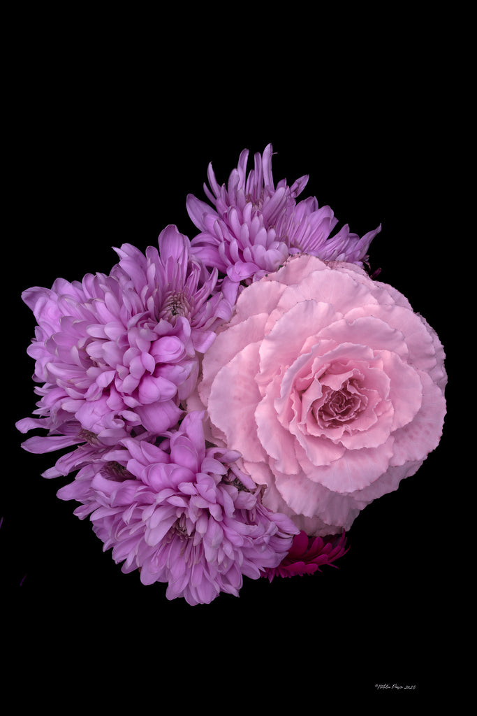 Pink and purple flowers on a black background