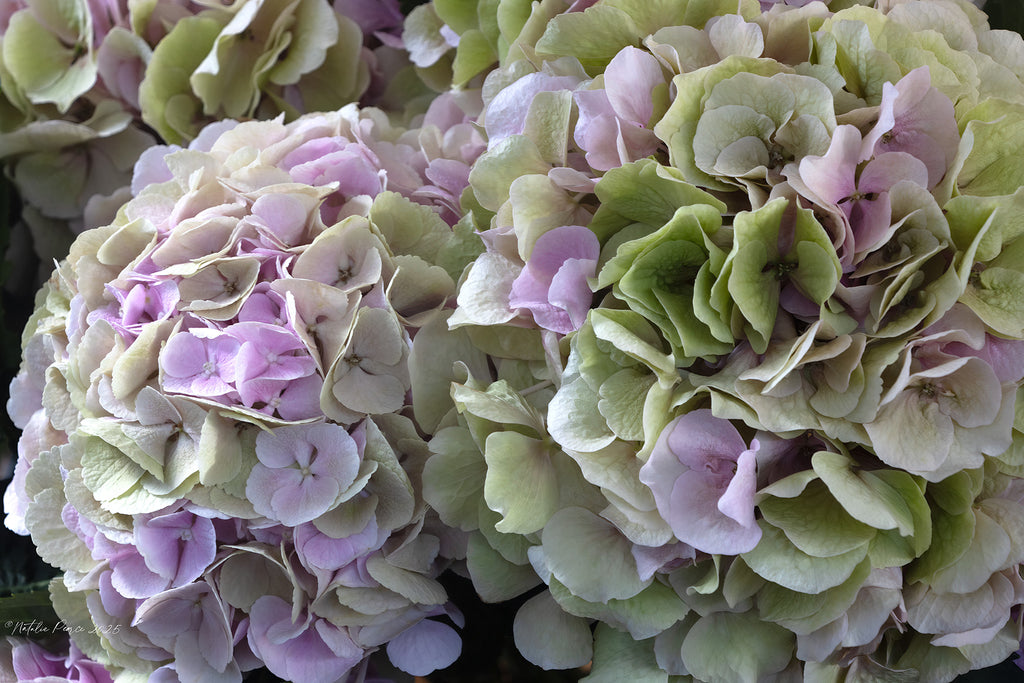 Close-up of pink and green hydrangea flowers