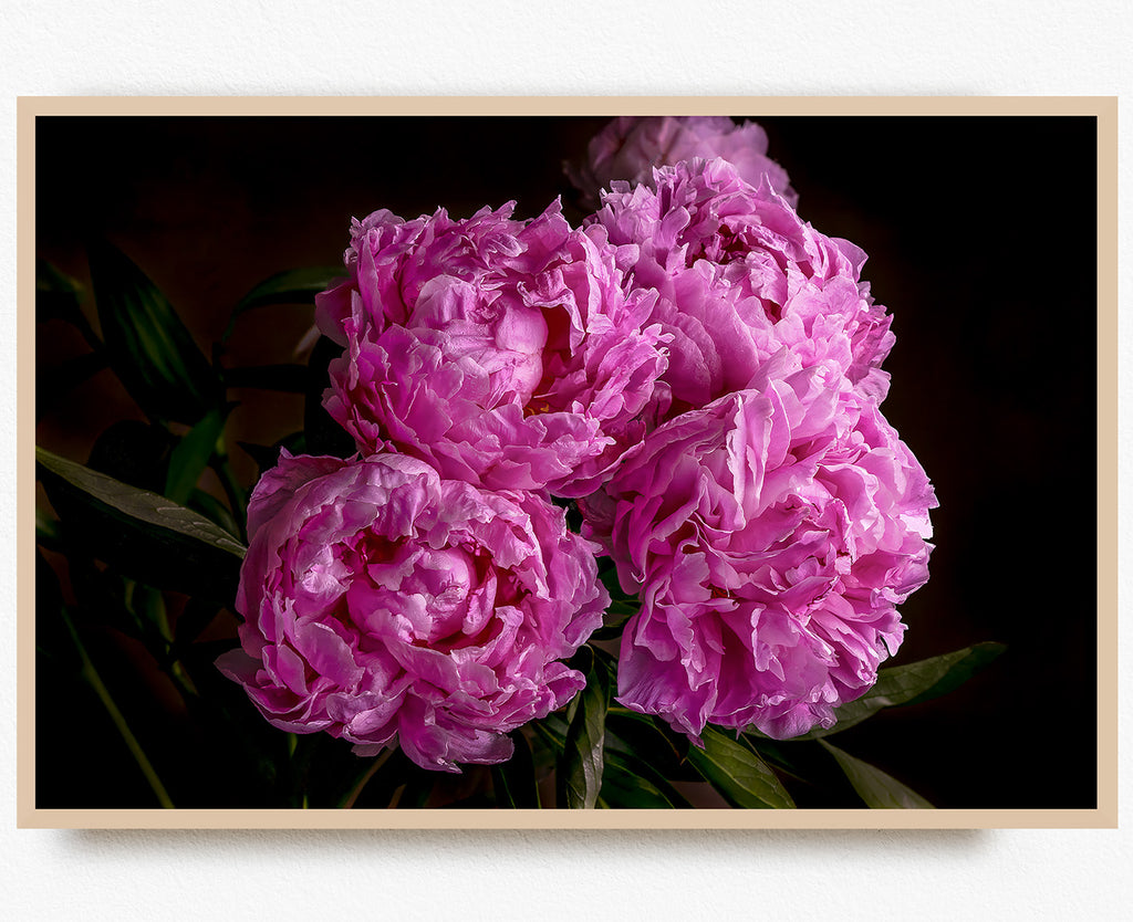 peonies-art-prints-nz