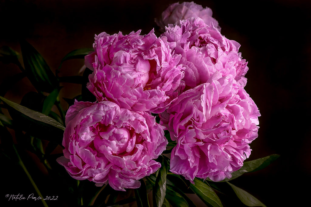 peonies-flower-wall-art-nz