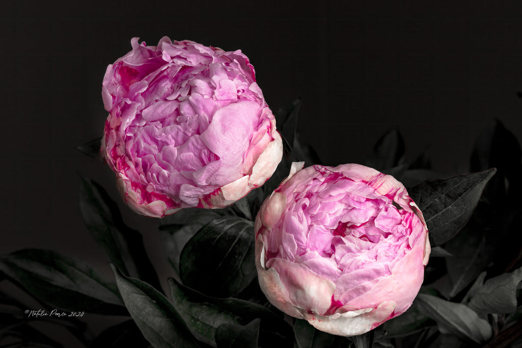 peony-buds-floral-wall-art-nz