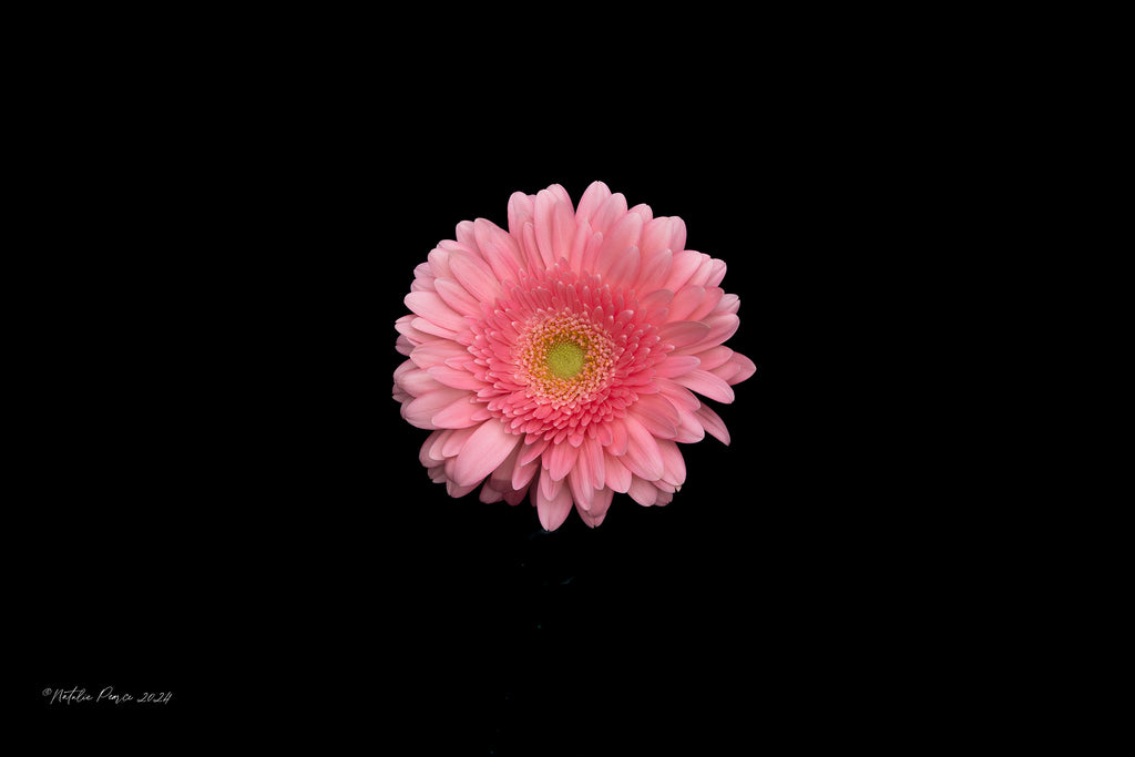 pink-gerbera-floral-wall-print