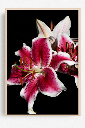 Flamboyance