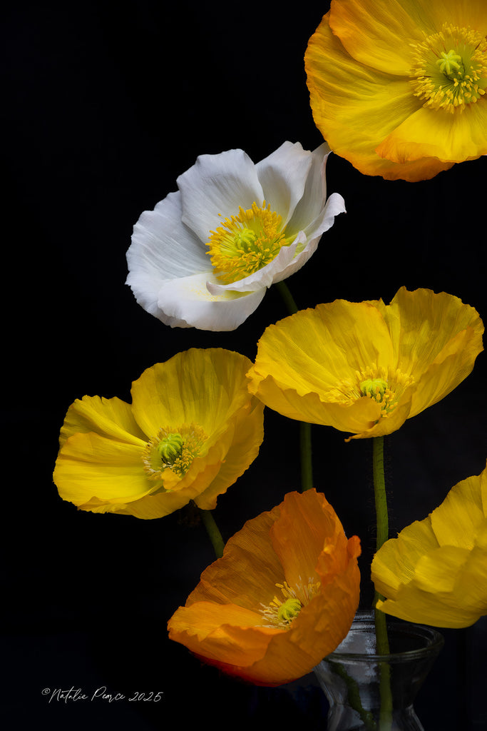 poppies-wall-art-nz