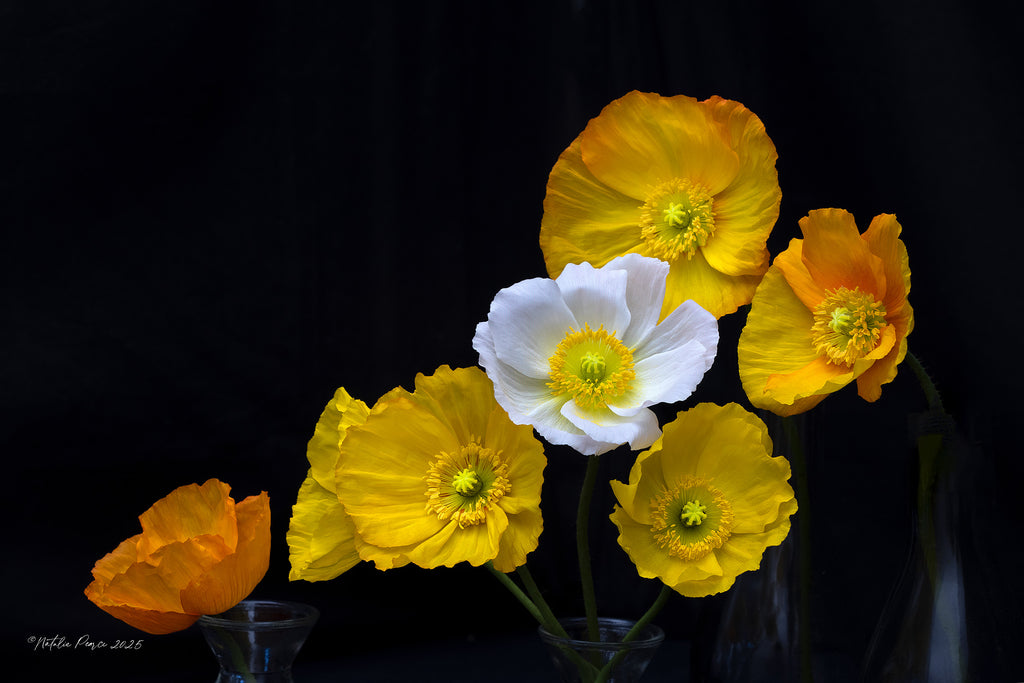 poppy-blooms-wall-art-nz
