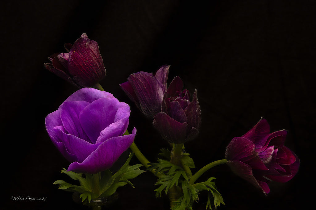 purple-anemone-floral-wall-art